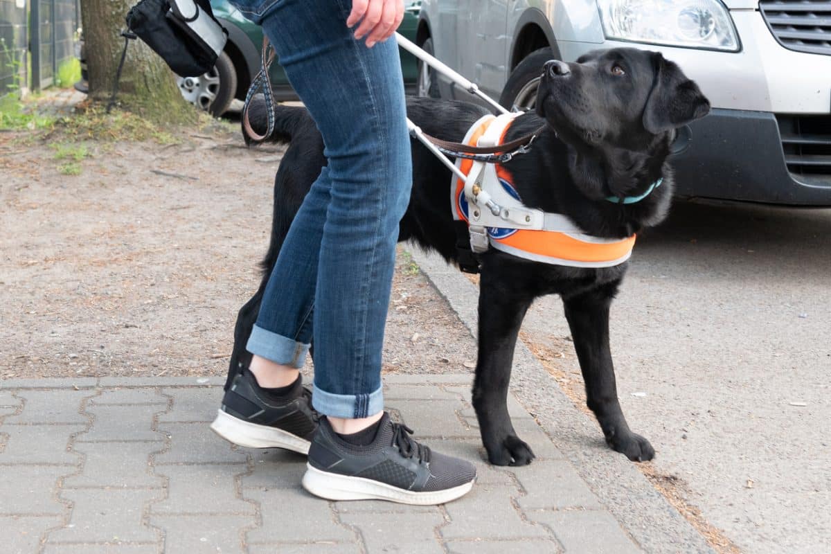 Assistance dog guides a blind woman to the side of the road