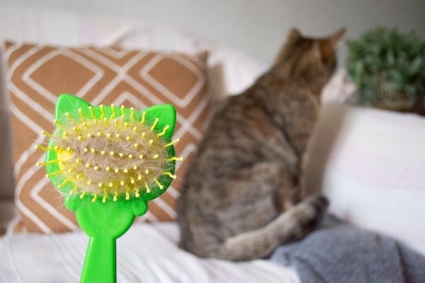 Plastic cat brush with a lump of cat hair. Cat in the background.