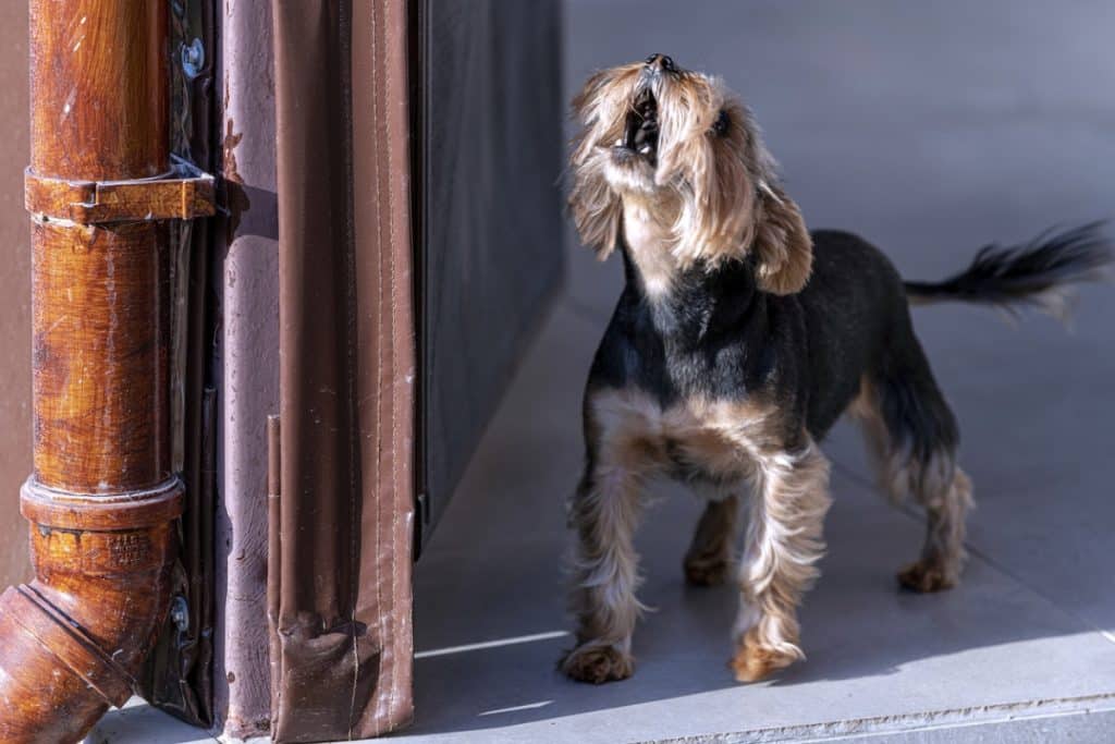 Yorkshire terrier dog barking out of the door.