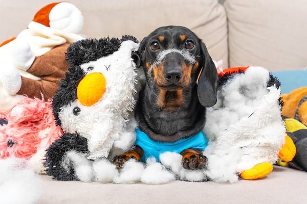Mischievous dachshund puppy lying on the sofa littered with torn toys and stuffing