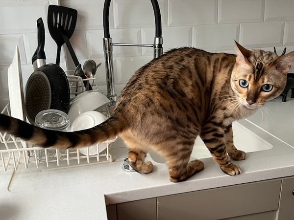 Bengal cat in the kitchen sink