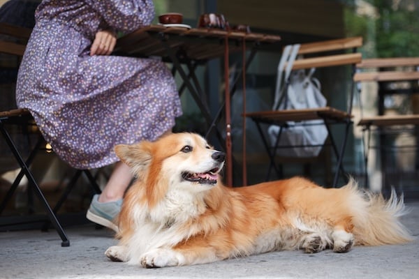 Dog sitting by owner's feet in outdoor cafe
