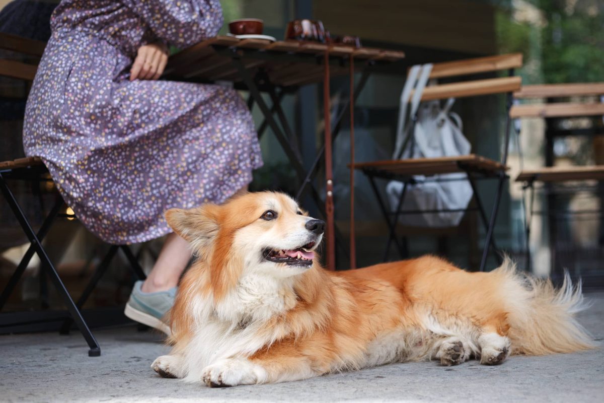 girl with a dog corgi in a cafe on a summer terrace drinking coffee