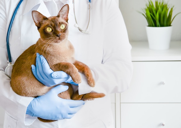 Veterinarian in white coat holds cat