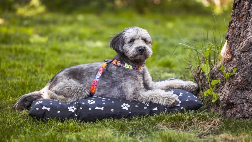A young Terrier resting under a tree on waterproof dog bed
