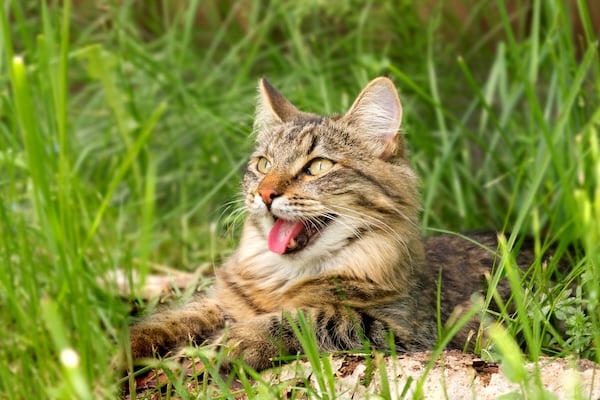 Cat pants with open mouth in long grass
