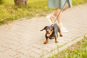 Dachshund barks on leash in park