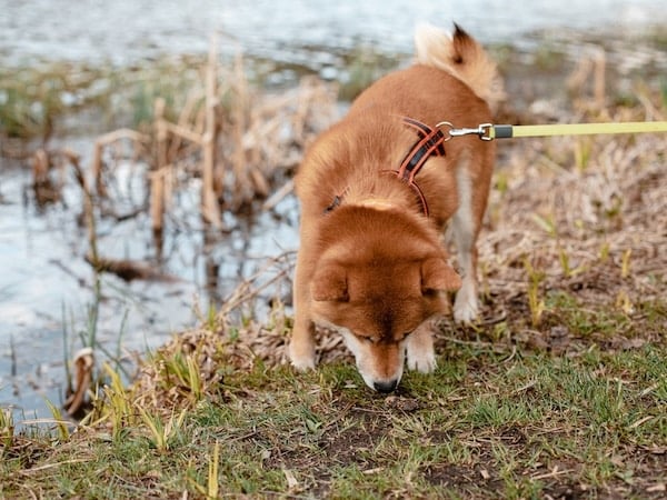 Un shiba inu contento olfateando mientras pasea con correa cerca de un pantano