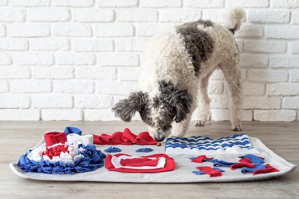 cute mixed breed dog playing on soft washable snuffle rag rug