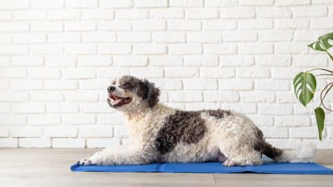 Dog sitting on cooling mat in front of brick wall