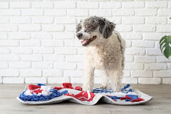 Dog playing with red, white, and blue snuffle mat