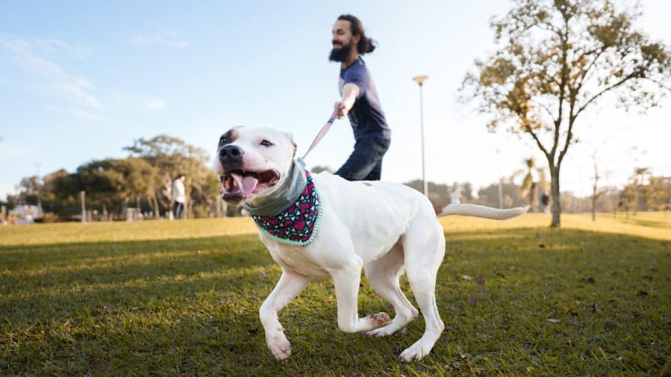 Dog pulls on leash, dragging human behind, in park