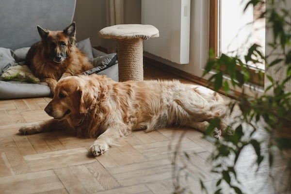 Two dogs resting on the floor at home