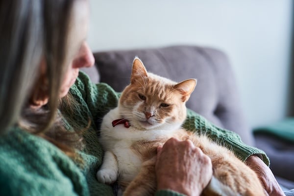 Woman holding senior cat on couch