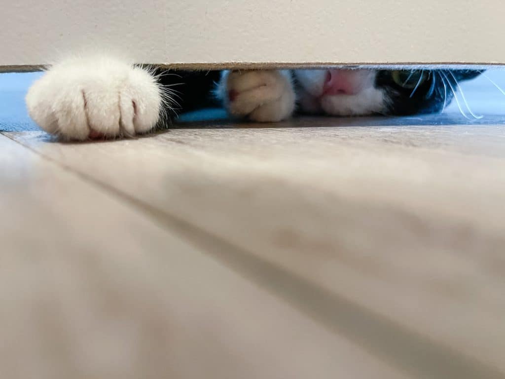 Why Do Cats Like to Play Under the Door?