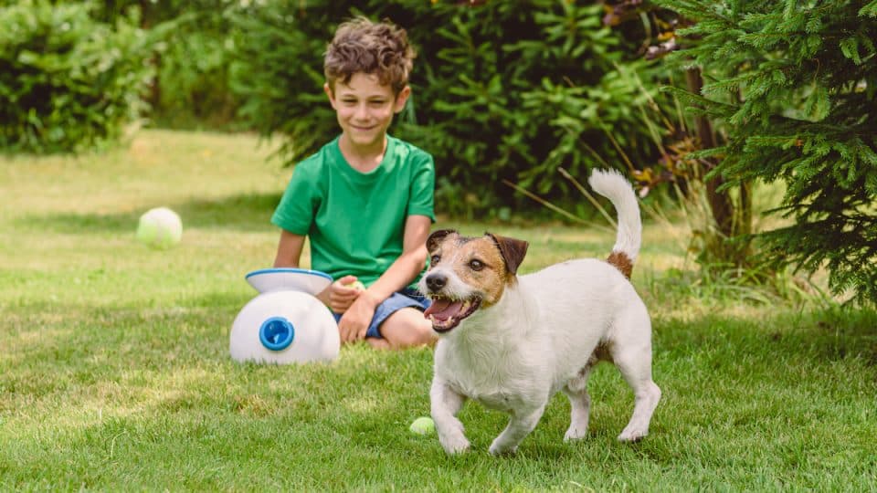 Jack Russell Terrier dog catching and fetching balls