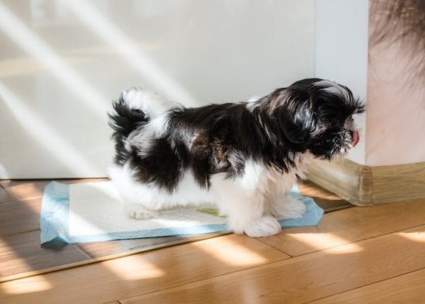 Shih Tzu puppy peeing on a puppy pee pad
