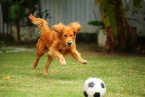 Golden Retriever chasing soccer ball at the park