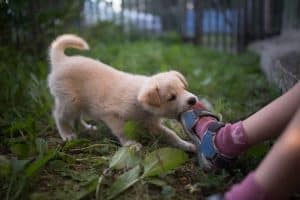 Funny puppy plays and bites a sock-covered foot
