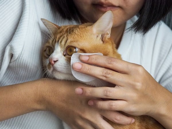 Woman gently wiping cat's eye with cloth