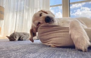 Golden Retriever sleeping in dog bed next to cat