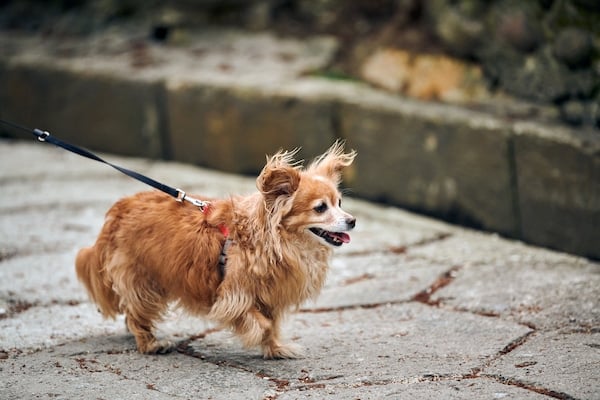 Cute long haired red Chihuahua dog on leash walking down street