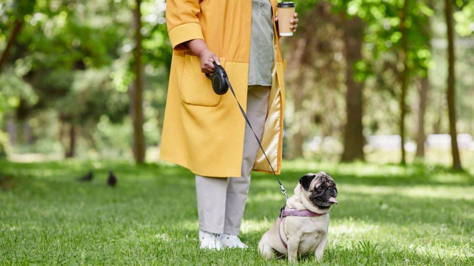 Cropped shot of unrecognizable woman walking cute pug dog on leash in green park
