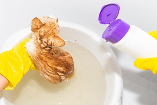 Woman in gloves washing red kitten with anti-flea shampoo