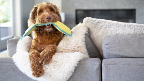 Cute dog with toy in mouth while hanging with paws over the sofa