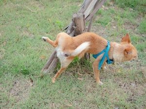 Cute little Chihuahua dog peeing on a tree in the park.