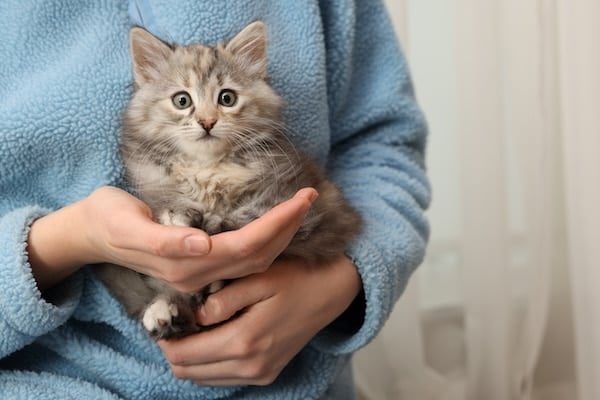 Woman holding cute fluffy kitten at home