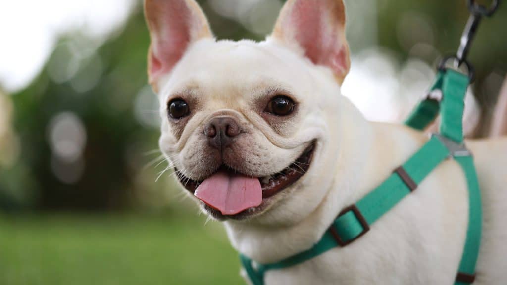 Portrait of a French Bulldog wearing a harness in a park