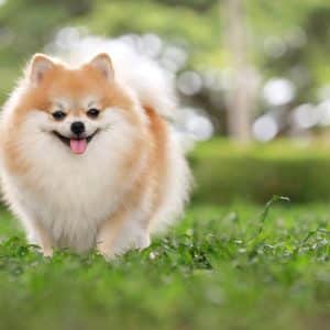 A cute pomeranian dog walks through grass on a sunny day outdoors.