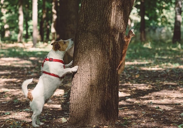 Jack Russell Terrier chasing squirrel in park