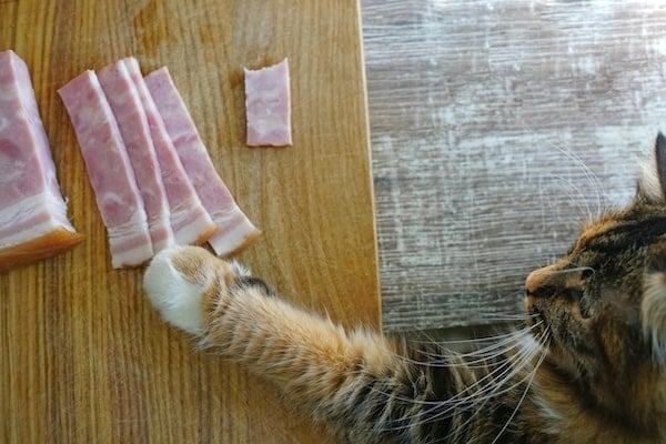 Cat paw reaches on to table to swipe ham