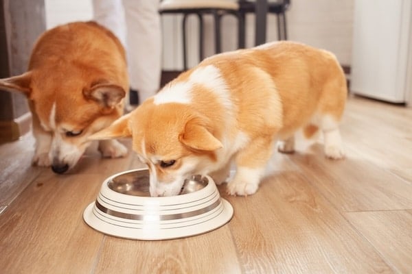 Corgi puppy eats from dog bowl in kitchen while adult Corgi stands nearby