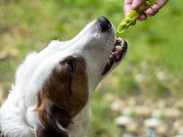 Dog eating green peas