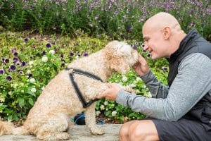 Man with a cockapoo dog using treats to train him while wearing a harness