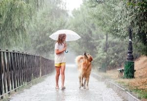 Girl with golden retriever dog during rain walking under umbrella outside