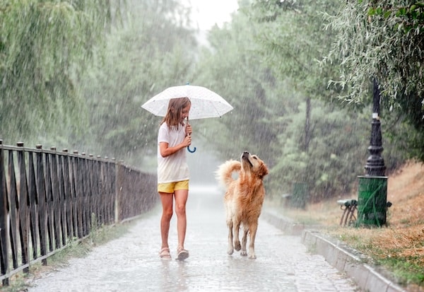 Girl with golden retriever dog during rain walking under umbrella outside