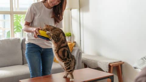 Woman feeds cat, who leaps up from table to peer into food bowl