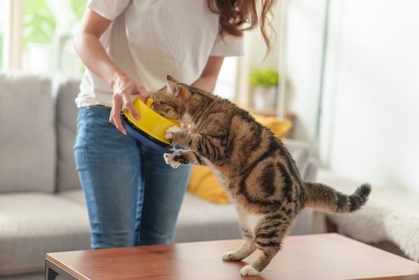 Woman feeding hungry cat from yellow food bowl