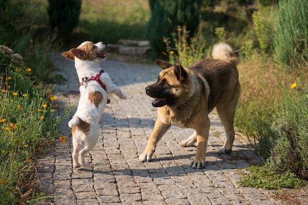 Jack Russel Terrier playing outside with a larger mixed breed dog
