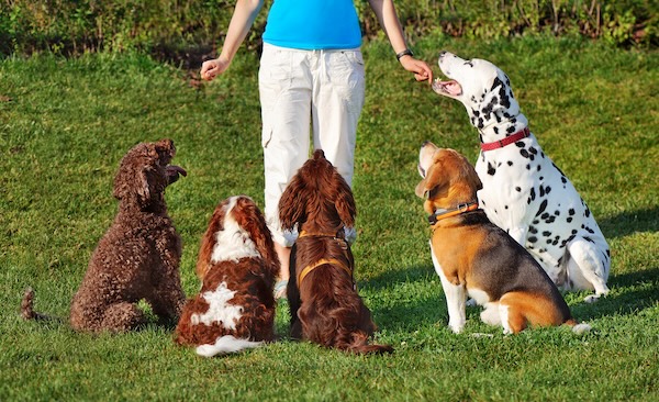 Dogs grouped around trainer at park