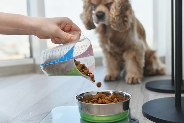 A woman measures a portion of dry dog food using an electronic scale