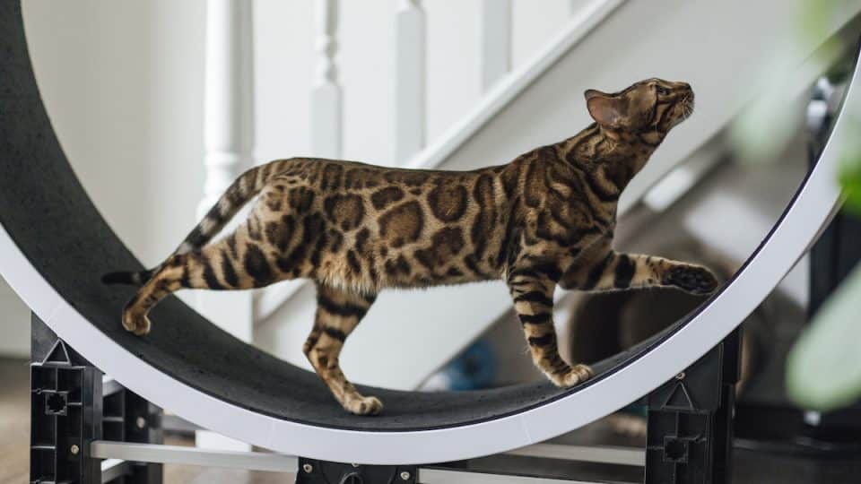 Bengal cat running on an exercise wheel
