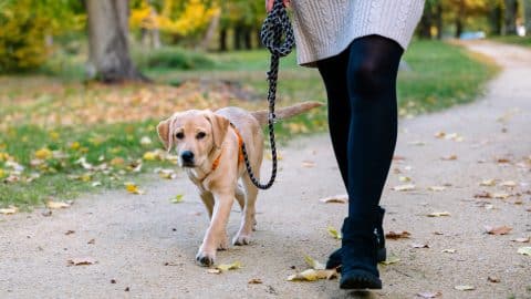 4-month old Labrador puppy walks at leash