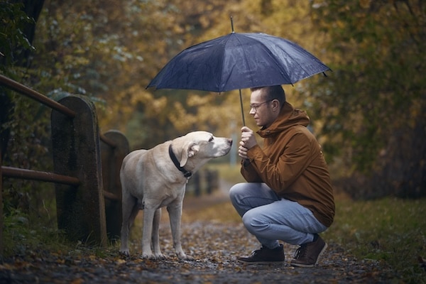 Man holding umbrella above his old labrador retriever during autumn rain.