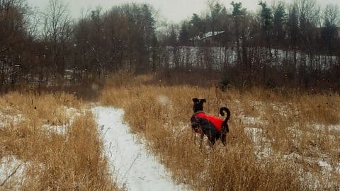Half husky half Great Dane walks through a Creek Trail in the winter, wearing coat