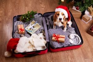 A beagle dog in a Santa Claus hat in a suitcase with clothes and gifts
